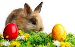 EASTER BUNNY HD Wallpapers | HD Wallpapers Fit