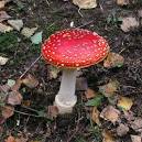 TQ0122 : Fairy tale toadstool. 3 km from Byworth, West Sussex, Great Britain - via Daymix