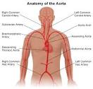 Structure of the <b>Aorta</b>