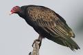 Image result for turkey vulture dating