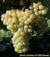 Auxerrois Michigan - Leelanau Peninsula