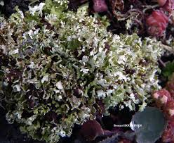Image result for Cladonia foliacea var. endiviifolia