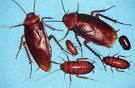 How to Get Rid of Roaches