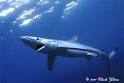 FLMNH Ichthyology Department: Blue Shark