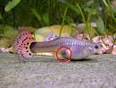 Guppy and all about