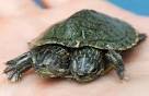 Two Headed Turtle is quite rare, but when two-headed reptiles ...
