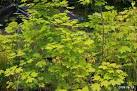 Sugar maple (Acer saccharum)