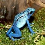 Los 8 <b>animales</b> más <b>venenosos</b>