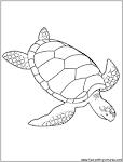 Sea Turtle coloring page