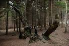 Betty Kenny Tree - Shining - via Daymix