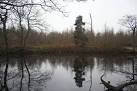 Bentley Park Wood Lake - via Daymix