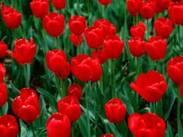 [صورة: images?q=tbn:ANd9GcQ2VCiLqMRlXNOLZDt-lkI...ydxZRQw1RC]