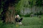 Giant panda endangered specie - via Daymix