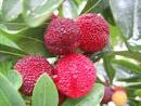 Myrica rubra(Chinese Bayberry/Chinese strawberry tree) « CHINESE ...