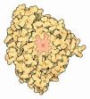 RCSB PDB-