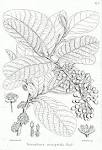 File:<b>Litsea</b> monopetala Bra45.