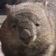 Bare-nosed or Common Wombat
