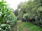 More sizes. Looking back along the footpath by the Maize - via Daymix