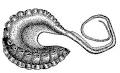 Hectocotylus - Wikipedia, the free encyclopedia