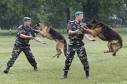 Guard Dog Training Basics: Be Consistent | Guard Dogs Guide