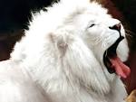 White Leon Wallpaper