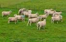 This small flock of ewes and a single ram were in a tupping pen near - via Daymix