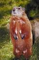 TeachersFirst's Resources for Groundhog Day