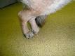 Canine degenerative myelopathy - Wikipedia, the free encyclopedia