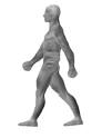 File: Walk -Cycle.gif - Wikipedia, the free encyclopedia