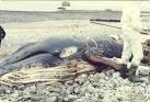 Whale on beach near Aberthaw - via Daymix
