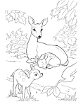 Deer coloring page