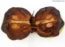 Diospyros digyna, Diospyros obtusifolia, Black Sapote, Chocolate ...