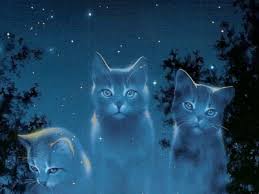 Gatti tra le stelle
