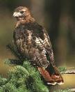 red-tailed hawk
