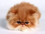 10 Most Popular Cat Breeds