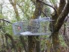 How to Get Rid of Squirrels | Squirrel Control | Squirrel Removal