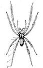 Arachnida (Spiders, etc.)