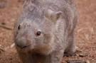 Common Wombat (Vombatus ursinus)