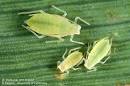 JeffCo Gardener: Aphids Abound by Carol King