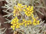 File:Helichrysum italicum flowers.jpg - Wikipedia, the free ...