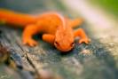 Understanding Depth of Field — Matt Bango Photography Blog