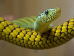 snake reptile (snake - via Daymix
