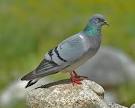Neuroses in birds, Neurosis in birds, Neurosis in animal