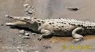 Crocodylus acutus Pictures, Crocodylus acutus Photos | PhotoBank ...