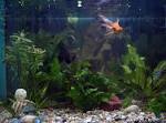 File:Home aquarium.jpg - Wikimedia Commons