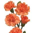 http://www.wholeblossoms.com/images/Orange-Mini-carnations.jpg