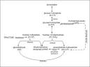 Fructose - Wikipedia, the free encyclopedia