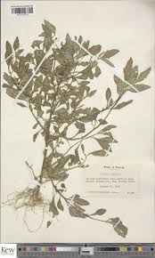 Image result for Solanum pseudogracile