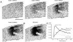 ScienceDirect.com - Neuroscience - Functional neocortical ...