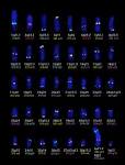<b>cytogenetics analysis</b>
